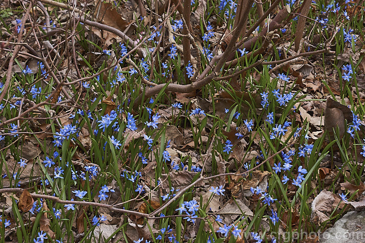 Glory-of-the-Snow (<i>Scilla luciliae [syn. Chionodoxa luciliae]), a small bulb that flowers in late winter and early spring. It is native to western Turkey and found at around 2000m altitude. Often grown in rockeries, these plants have naturalised in woodland conditions. scilla-2491htm'>Scilla.