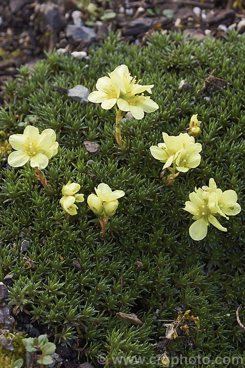 Saxifraga x elizabethae, a small hummock forming saxifrage that is a hybrid between Saxifraga burseriana and Saxifraga sancta that flowers from late winter. Yellow is the usual flower colour but cultivars may have white or pink flowers. saxifraga-2487htm'>Saxifraga. <a href='saxifragaceae-plant-family-photoshtml'>Saxifragaceae</a>.