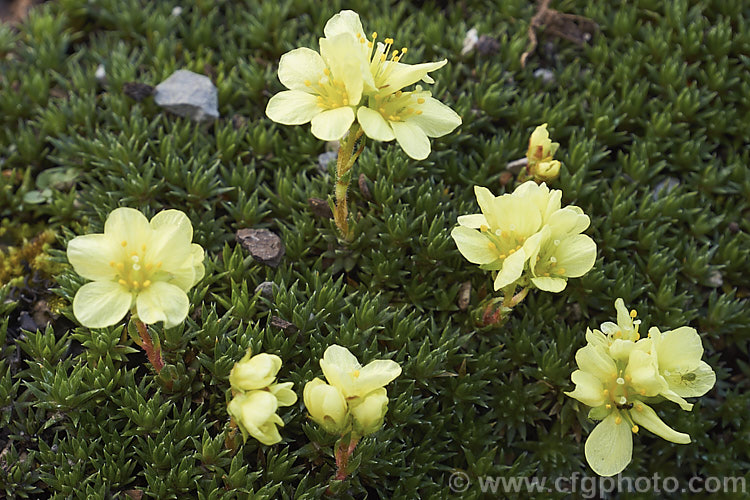Saxifraga x elizabethae, a small hummock forming saxifrage that is a hybrid between Saxifraga burseriana and Saxifraga sancta that flowers from late winter. Yellow is the usual flower colour but cultivars may have white or pink flowers. saxifraga-2487htm'>Saxifraga. <a href='saxifragaceae-plant-family-photoshtml'>Saxifragaceae</a>.