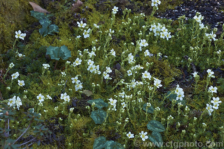 White Mountain Saxifrage (<i>Saxifraga x apiculata</i>), sometimes listed as a distinct species, this early-flowering mossy saxifrage is thought to be a hybrid between Saxifraga marginata and Saxifraga sancta. Its forms small tufted hummocks of densely packed foliage and from late winter is studded with small heads of creamy white to primrose yellow flowers. There are several colours in varying sizes and flower. saxifraga-2487htm'>Saxifraga. <a href='saxifragaceae-plant-family-photoshtml'>Saxifragaceae</a>.
