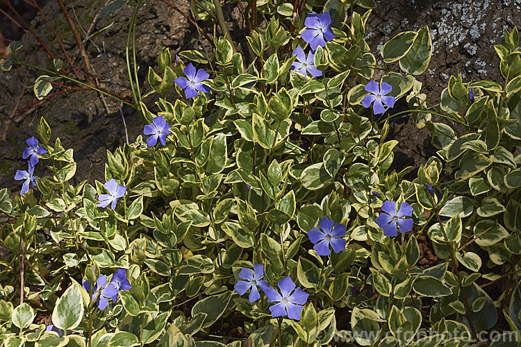 Vinca major 'Variegata', a variegated foliage form of Periwinkle, a spreading, long-flowering, rather vine-like evergreen perennial native to western Asia. It is very similar to Vinca minor but slightly larger in all respects. vinca-3390htm'>Vinca. Order: Gentianales, Family: Apocynaceae