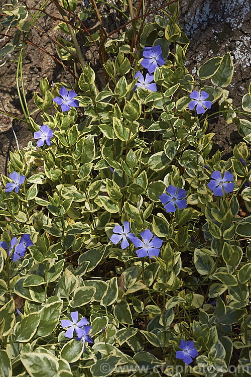 Vinca major 'Variegata', a variegated foliage form of Periwinkle, a spreading, long-flowering, rather vine-like evergreen perennial native to western Asia. It is very similar to Vinca minor but slightly larger in all respects. vinca-3390htm'>Vinca. Order: Gentianales, Family: Apocynaceae