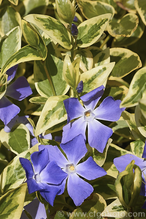 Vinca major 'Variegata', a variegated foliage form of Periwinkle, a spreading, long-flowering, rather vine-like evergreen perennial native to western Asia. It is very similar to Vinca minor but slightly larger in all respects. vinca-3390htm'>Vinca. Order: Gentianales, Family: Apocynaceae