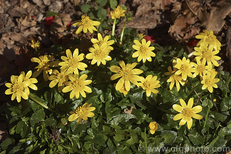 Buttercup (<i>Ranunculus ficaria</i>), a spring-flowering perennial found over all of Europe, including some of the AtlanticIslands, North Africa and eastwards to Siberia. It is also widely naturalised elsewhere. Order: Ranunculales, Family: Ranunculaceae