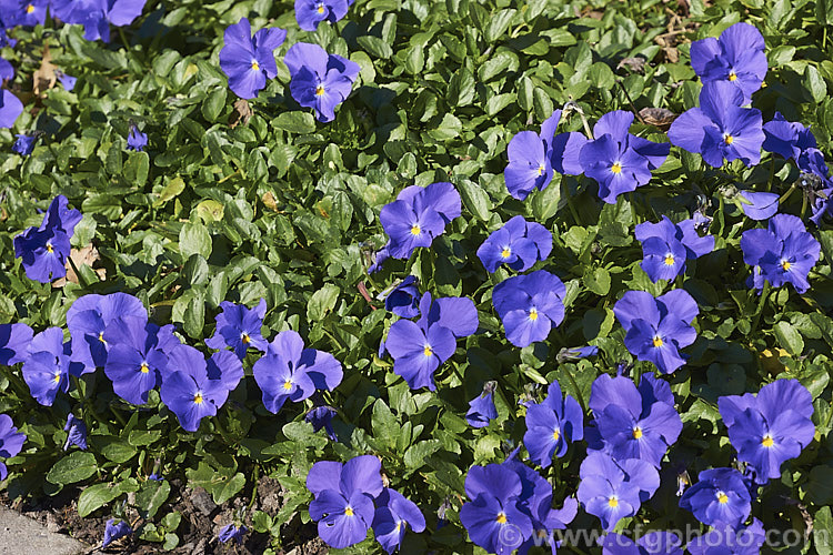 Viola 'Maggie. Mott', an evergreen perennial viola that in mild climates will flower for much of the year. The flowers are mildly scented and the colour is somewhat variable with regard to the amount of cream in the centre and the way it fades into the violet colour 'Maggie. Mott' was introduced in 1902 but did not become established as a garden favourite until the 1920s. viola-2165htm'>Viola. <a href='violaceae-plant-family-photoshtml'>Violaceae</a>.