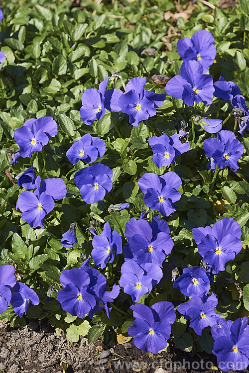 Viola 'Maggie. Mott', an evergreen perennial viola that in mild climates will flower for much of the year. The flowers are mildly scented and the colour is somewhat variable with regard to the amount of cream in the centre and the way it fades into the violet colour 'Maggie. Mott' was introduced in 1902 but did not become established as a garden favourite until the 1920s. viola-2165htm'>Viola. <a href='violaceae-plant-family-photoshtml'>Violaceae</a>.