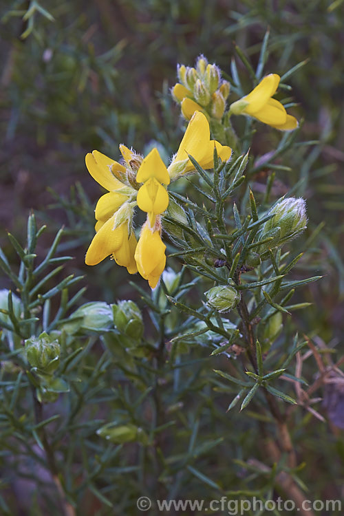 Dwarf Gorse (<i>Ulex minor</i>), a 1m high x 1.5m wide, western European shrub with densely spiny green branches. For much of the year it is leafless, but when its flower it produces a few true leaves around the flowerheads. It flowers in autumn and in mild climates will also bloom in spring. It does not have the invasive habits of Ulex europaeus. ulex-2750htm'>Ulex.