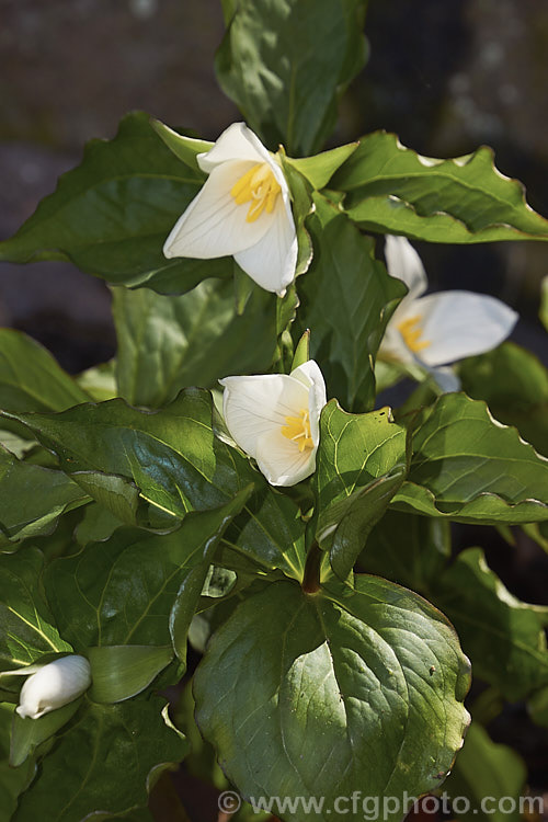 Western White Trillium (<i>Trillium ovatum</i>). A small western North America species that prefers lightly shaded woodland or rockery conditions. The bracts open almost white and redden as they age. trillium-2304htm'>Trillium. <a href='melanthiaceae-plant-family-photoshtml'>Melanthiaceae</a>.