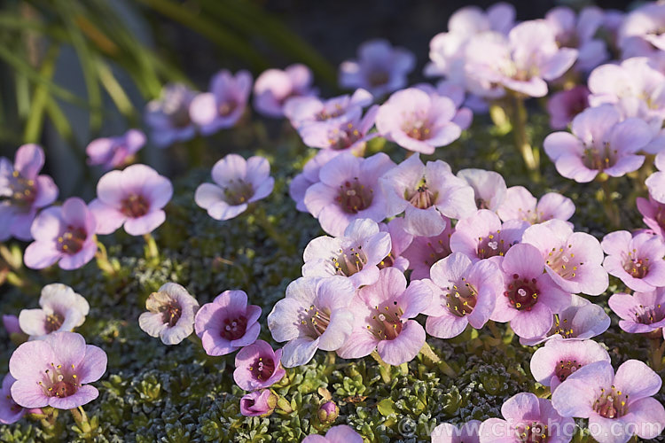 Saxifraga x anglica 'Cranbourne', a delicate little. Saxifrage hybrid between European and Himalayan species (<i>Saxifraga aretioides x [Saxifraga lilacina x Saxifraga media]). It forms a small carpeting mound and flowers in very early spring. saxifraga-2487htm'>Saxifraga. <a href='saxifragaceae-plant-family-photoshtml'>Saxifragaceae</a>.