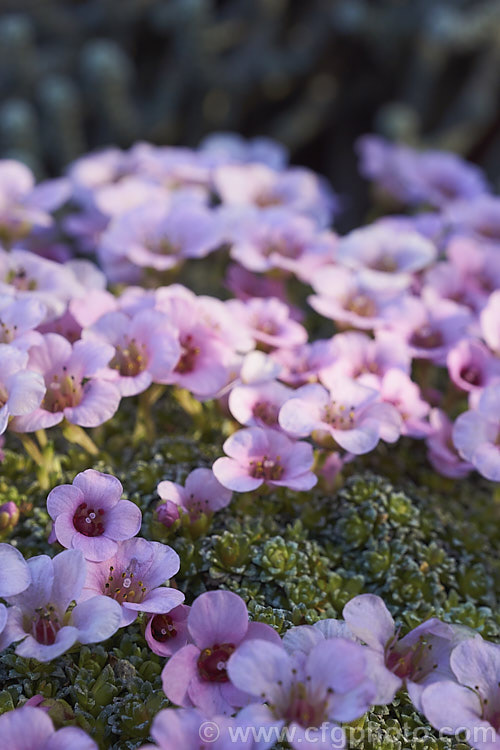 Saxifraga x anglica 'Cranbourne', a delicate little. Saxifrage hybrid between European and Himalayan species (<i>Saxifraga aretioides x [Saxifraga lilacina x Saxifraga media]). It forms a small carpeting mound and flowers in very early spring. saxifraga-2487htm'>Saxifraga. <a href='saxifragaceae-plant-family-photoshtml'>Saxifragaceae</a>.