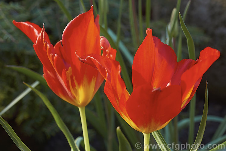 Wendensky's Tulip (<i>Tulipa vvendenskyi</i>), a very brightly coloured early spring flowering tulip native to Uzbekistan. The leaves are narrow and often held near horizontally. Order: Liliales, Family: Liliaceae