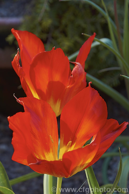 Wendensky's Tulip (<i>Tulipa vvendenskyi</i>), a very brightly coloured early spring flowering tulip native to Uzbekistan. The leaves are narrow and often held near horizontally. Order: Liliales, Family: Liliaceae