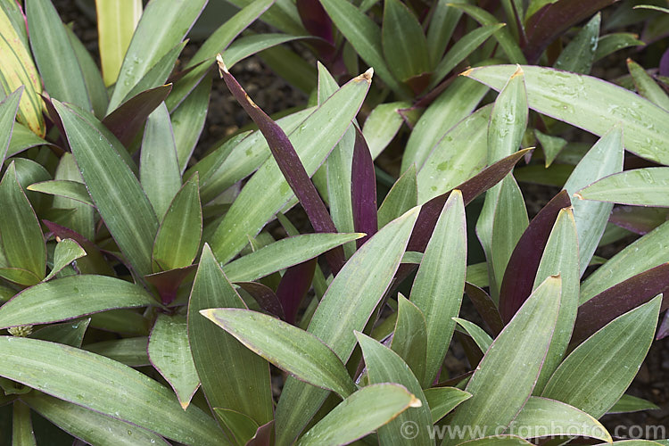 Tradescantia spathacea 'Compacta' (syn. Rhoeo spathacea</i>), a compact cultivar of Cradle. Lily, Boat. Lily or Moses-in-his-cradle, a strappy-leafed evergreen perennial native to Mexico and Central America. Usually grown as a house plant, it will tolerate light frosts. The common names comes form the receptacle that holds the small white flowers. tradescantia-3363htm'>Tradescantia. <a href='commelinaceae-plant-family-photoshtml'>Commelinaceae</a>.