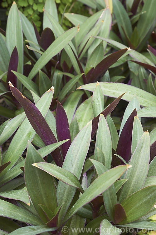 Tradescantia spathacea 'Compacta' (syn. Rhoeo spathacea</i>), a compact cultivar of Cradle. Lily, Boat. Lily or Moses-in-his-cradle, a strappy-leafed evergreen perennial native to Mexico and Central America. Usually grown as a house plant, it will tolerate light frosts. The common names comes form the receptacle that holds the small white flowers. tradescantia-3363htm'>Tradescantia. <a href='commelinaceae-plant-family-photoshtml'>Commelinaceae</a>.