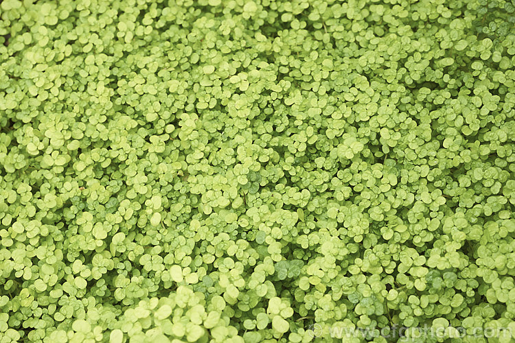 Gold Baby's Tears (<i>Soleirolia soleirolii 'Aurea' [syn 'Golden Queen']), this yellow-green form is one of the many cultivars of a creeping perennial native to the islands of the western Mediterranean. It is popular house plant and can be grown outdoors in mild winter areas. soleirolia-3318htm'>Soleirolia. <a href='urticaceae-plant-family-photoshtml'>Urticaceae</a>.
