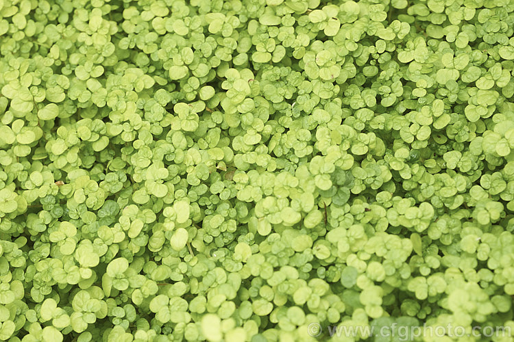 Gold Baby's Tears (<i>Soleirolia soleirolii 'Aurea' [syn 'Golden Queen']), this yellow-green form is one of the many cultivars of a creeping perennial native to the islands of the western Mediterranean. It is popular house plant and can be grown outdoors in mild winter areas. soleirolia-3318htm'>Soleirolia. <a href='urticaceae-plant-family-photoshtml'>Urticaceae</a>.