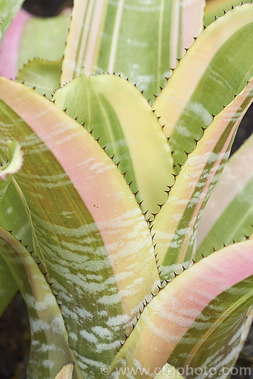 <i>Aechmea fasciata</i> 'Alba Marginata', a variegated foliage form of a spectacularly flowered bromeliad native to Brazil. The flower stem can reach 1m high. Order: Poales, Family: Bromeliaceae