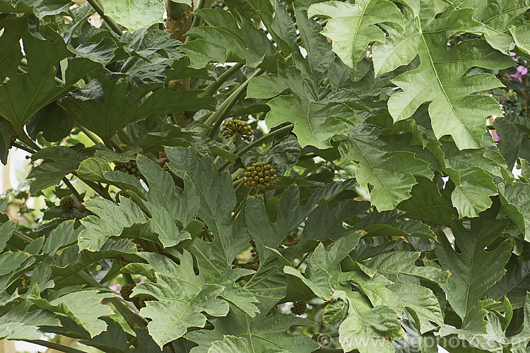 Mature foliage of the Snowflake. Tree (<i>Trevesia palmata</i>), a large evergreen shrub or small tree native to tropical Asia, found from India to Thailand and southern China. It is notable for its unusually shaped and divided foliage. The heads of small cream flowers can be quite showy but are often largely hidden among the foliage. Flower buds can be seen in this image. trevesia-3365htm'>Trevesia. Order: Apiales, Family: Araliaceae