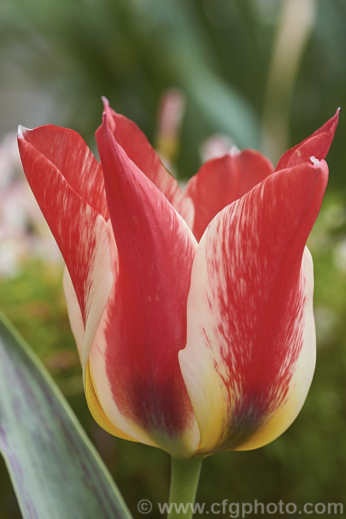 Tulipa greigii 'Plaisir', a rockery-style tulip introduced in 1953. It is a sturdy, strong growing and one of the most popular. Tulipa greigii cultivars. Order: Liliales, Family: Liliaceae
