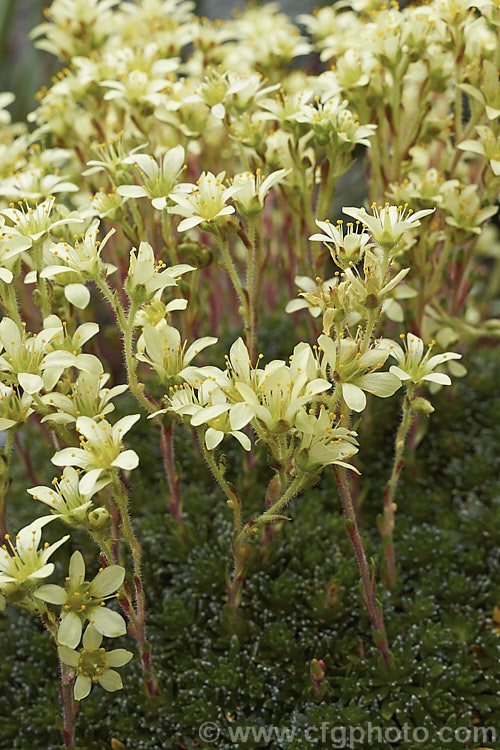 Saxifraga x elizabethae, a small hummock forming saxifrage that is a hybrid between Saxifraga burseriana and Saxifraga sancta that flowers from late winter. Yellow is the usual flower colour but cultivars may have white or pink flowers. saxifraga-2487htm'>Saxifraga. <a href='saxifragaceae-plant-family-photoshtml'>Saxifragaceae</a>.