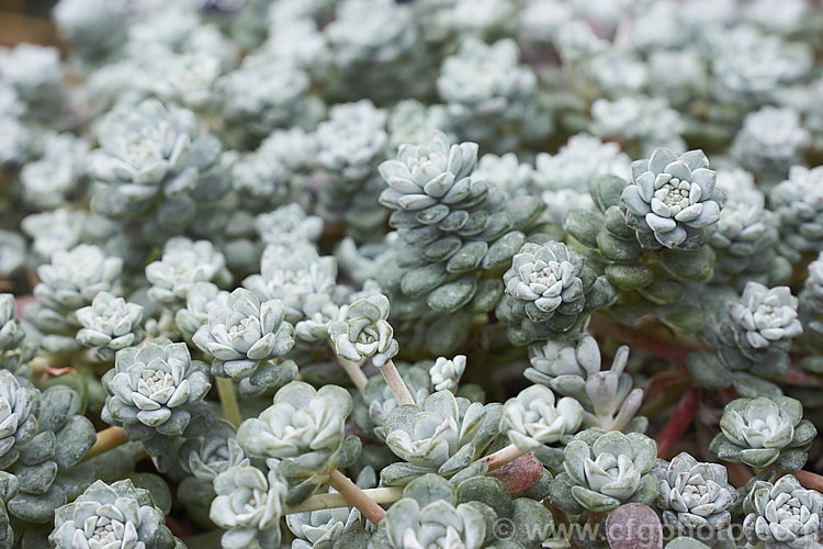 The foliage of Sedum spathulifolium 'Cape. Blanco', a heavy flowering cultivar of the Spoon-leaved Stonecrop or Pacific. Stonecrop, a low, spreading, perennial succulent from western North America. It produces heads of tiny golden yellow flowers. sedum-2492htm'>Sedum. <a href='crassulaceae-plant-family-photoshtml'>Crassulaceae</a>.