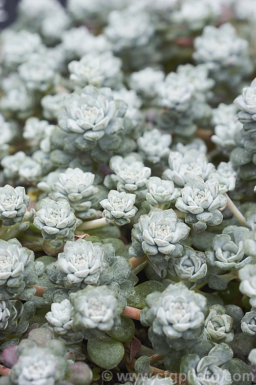 The foliage of Sedum spathulifolium 'Cape. Blanco', a heavy flowering cultivar of the Spoon-leaved Stonecrop or Pacific. Stonecrop, a low, spreading, perennial succulent from western North America. It produces heads of tiny golden yellow flowers. sedum-2492htm'>Sedum. <a href='crassulaceae-plant-family-photoshtml'>Crassulaceae</a>.