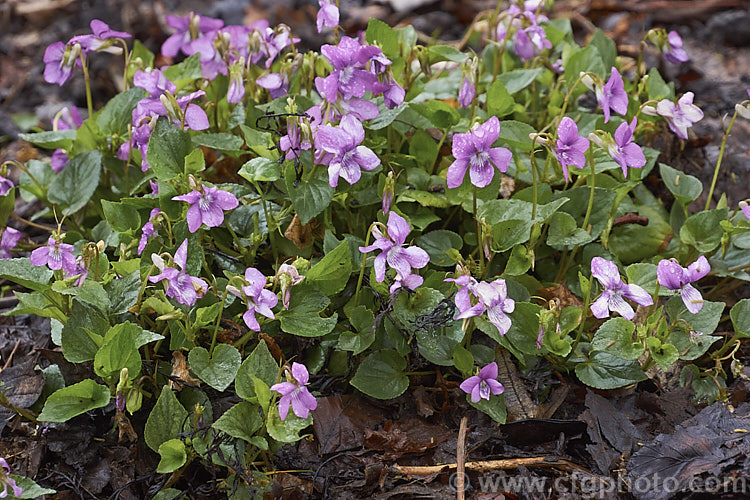 Hookedspur. Violet or Sand Violet (<i>Viola adunca</i>), a spring-flowering perennial found through much of western and northern North America. The flowers are mauve to purple and white-flowered cultivars are available. viola-2165htm'>Viola. <a href='violaceae-plant-family-photoshtml'>Violaceae</a>.