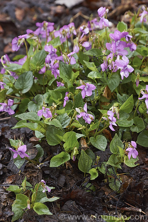 Hookedspur. Violet or Sand Violet (<i>Viola adunca</i>), a spring-flowering perennial found through much of western and northern North America. The flowers are mauve to purple and white-flowered cultivars are available. viola-2165htm'>Viola. <a href='violaceae-plant-family-photoshtml'>Violaceae</a>.
