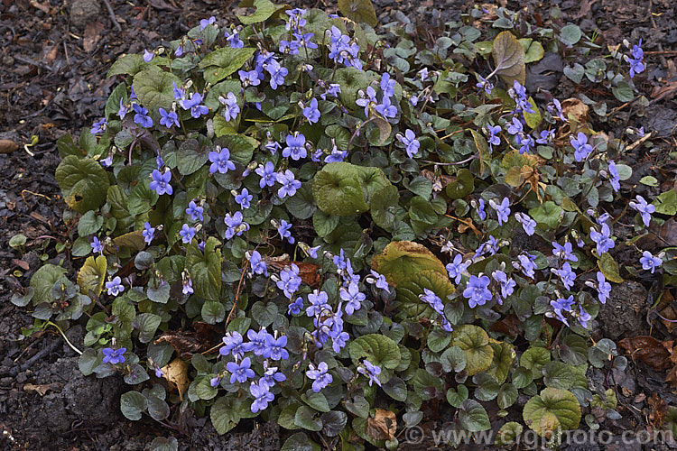 Purple-leafed. Wood. Violet or Dog Violet (<i>Viola riviniana 'Purpurea' [syn. Viola labradorica]), a cultivar of a widely naturalised. European and North African, near evergreen, low-growing, spring- to early summer-flowering perennial. viola-2165htm'>Viola. <a href='violaceae-plant-family-photoshtml'>Violaceae</a>.