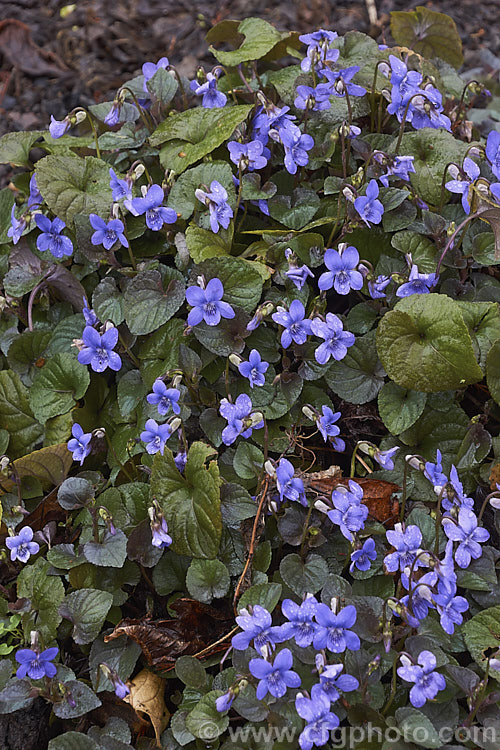 Purple-leafed. Wood. Violet or Dog Violet (<i>Viola riviniana 'Purpurea' [syn. Viola labradorica]), a cultivar of a widely naturalised. European and North African, near evergreen, low-growing, spring- to early summer-flowering perennial. viola-2165htm'>Viola. <a href='violaceae-plant-family-photoshtml'>Violaceae</a>.
