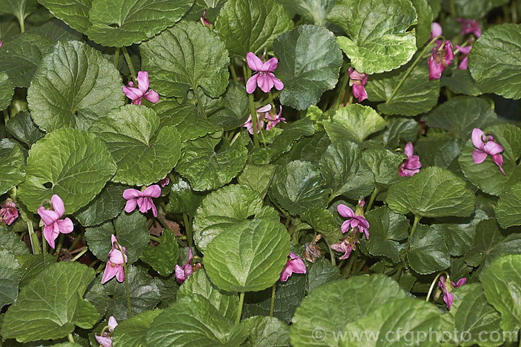Pink Sweet Violet (<i>Viola odorata. Rosea. Group</i>), a pink-flowered form of the common. Sweet Violet, a low-growing, spring-flowering. European perennial, the scented flowers of which are widely used in perfumes. viola-2165htm'>Viola. <a href='violaceae-plant-family-photoshtml'>Violaceae</a>.