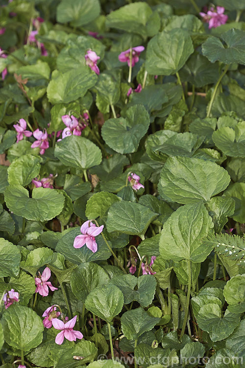 Pink Sweet Violet (<i>Viola odorata. Rosea. Group</i>), a pink-flowered form of the common. Sweet Violet, a low-growing, spring-flowering. European perennial, the scented flowers of which are widely used in perfumes. viola-2165htm'>Viola. <a href='violaceae-plant-family-photoshtml'>Violaceae</a>.
