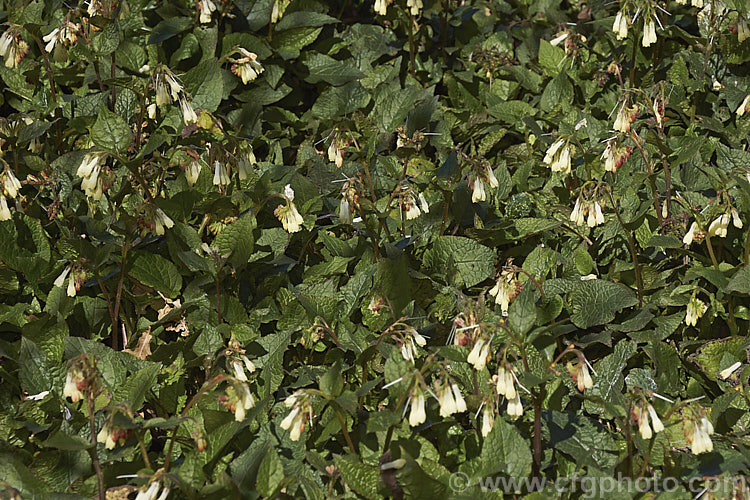 Symphytum grandiflorum, an early spring-flowering. European perennial that spreads to form a dense, ground-covering mat. The flowers are nectar-rich and are often damaged by bumble bees that cut the flowers to get to the nectaries they cannot otherwise reach. symphytum-2299htm'>Symphytum.