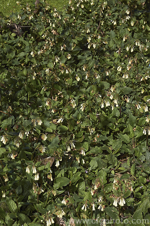 Symphytum grandiflorum, an early spring-flowering. European perennial that spreads to form a dense, ground-covering mat. The flowers are nectar-rich and are often damaged by bumble bees that cut the flowers to get to the nectaries they cannot otherwise reach. symphytum-2299htm'>Symphytum.