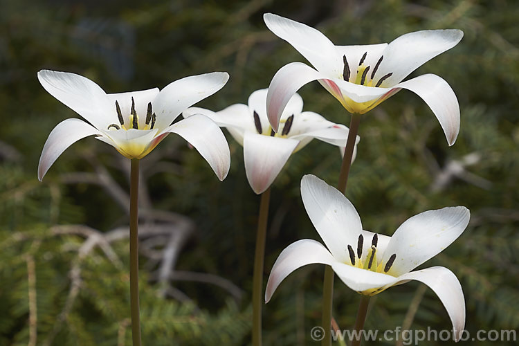 Tulipa clusiana var. stellata, a wide open-flowered natural variety of the Lady Tulip, a bulb native to Iran and Afghanistan that usually has narrow goblet-shaped to tubular flowers. The flower stems are up to 30cm tall and the leaves are narrow, almost grassy. Order: Liliales, Family: Liliaceae