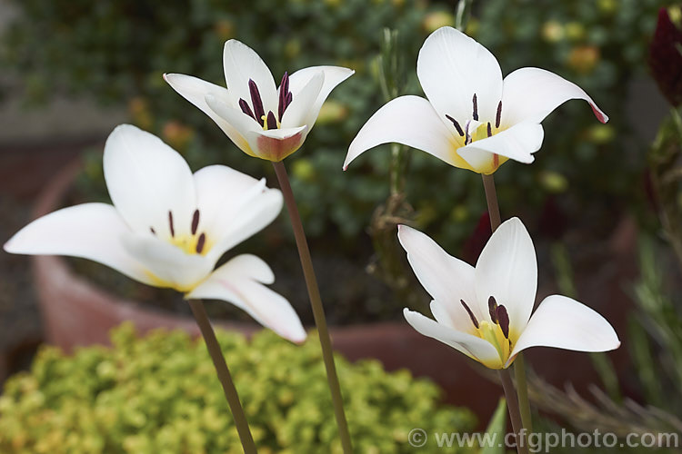 Tulipa clusiana var. stellata, a wide open-flowered natural variety of the Lady Tulip, a bulb native to Iran and Afghanistan that usually has narrow goblet-shaped to tubular flowers. The flower stems are up to 30cm tall and the leaves are narrow, almost grassy. Order: Liliales, Family: Liliaceae