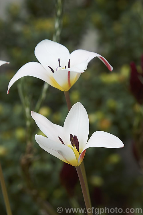 Tulipa clusiana var. stellata, a wide open-flowered natural variety of the Lady Tulip, a bulb native to Iran and Afghanistan that usually has narrow goblet-shaped to tubular flowers. The flower stems are up to 30cm tall and the leaves are narrow, almost grassy. Order: Liliales, Family: Liliaceae