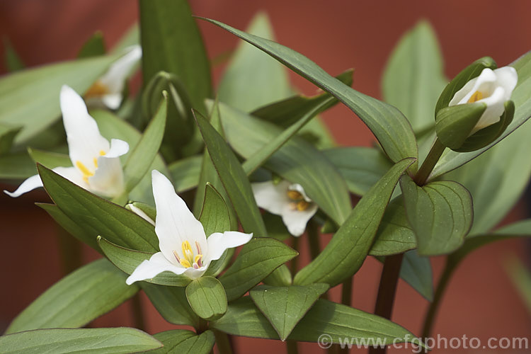 Trillium pusillum var. ozarkianum, a natural variety of the Little Trillium or Dwarf Wakerobin, a small spring-flowering perennial native to the southeastern quarter of the United States, excluding the gulf region. It has narrow leaves and although its flower stems can reach 20cm tall, 10cm is more common. In this form the foliage and flowers are larger than those of the typical species and the flowers may have hint of pink. trillium-2304htm'>Trillium. <a href='melanthiaceae-plant-family-photoshtml'>Melanthiaceae</a>.