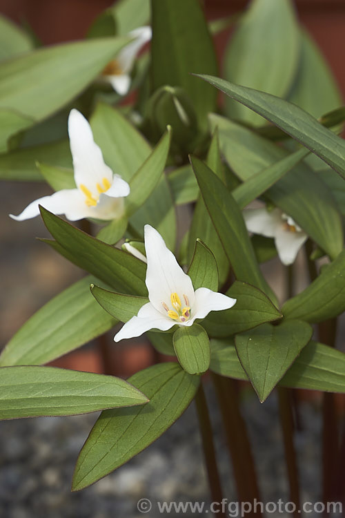 Trillium pusillum var. ozarkianum, a natural variety of the Little Trillium or Dwarf Wakerobin, a small spring-flowering perennial native to the southeastern quarter of the United States, excluding the gulf region. It has narrow leaves and although its flower stems can reach 20cm tall, 10cm is more common. In this form the foliage and flowers are larger than those of the typical species and the flowers may have hint of pink. trillium-2304htm'>Trillium. <a href='melanthiaceae-plant-family-photoshtml'>Melanthiaceae</a>.