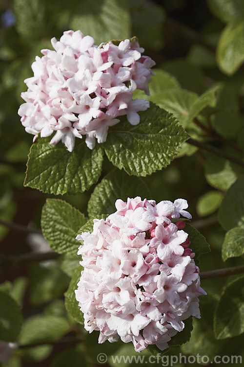 Viburnum carlesii 'Aurora', a compact cultivar of a deciduous shrub native to Korea and Japan. It has especially strongly scented spring flowers and bronze-tinted young foliage. viburnum-2081htm'>Viburnum.. viburnum-2081htm'>Viburnum. <a href='adoxaceae-plant-family-photoshtml'>Adoxaceae</a>.