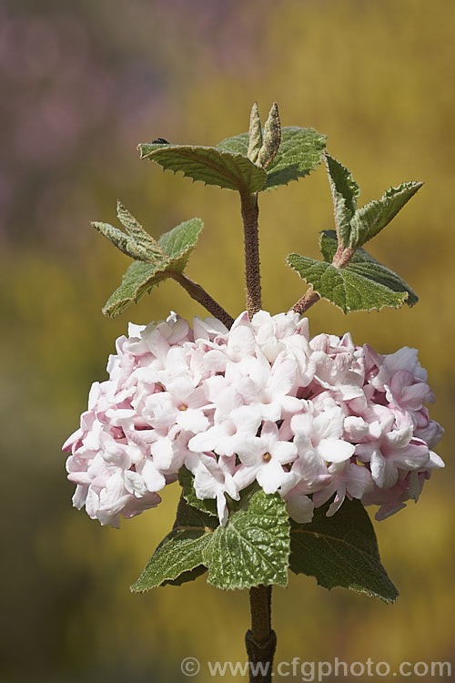 Viburnum carlesii 'Aurora', a compact cultivar of a deciduous shrub native to Korea and Japan. It has especially strongly scented spring flowers and bronze-tinted young foliage. viburnum-2081htm'>Viburnum.. viburnum-2081htm'>Viburnum. <a href='adoxaceae-plant-family-photoshtml'>Adoxaceae</a>.
