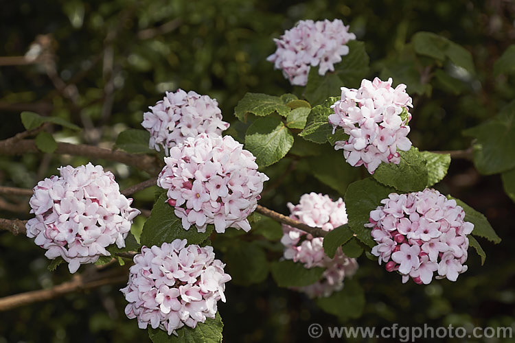 Viburnum 'Chesapeake' (<i>Viburnum 'Cayuga' x Viburnum utile</i>), a spring-blooming deciduous shrub with very fragrant flowers that open white but develop pink tones with age. Its autumn foliage can also be attractive and may turn bright red. This hybrid is sometimes listed as a Viburnum carlesii cultivar as that species predominates in its parent 'Cayuga'. viburnum-2081htm'>Viburnum.. viburnum-2081htm'>Viburnum. <a href='adoxaceae-plant-family-photoshtml'>Adoxaceae</a>.
