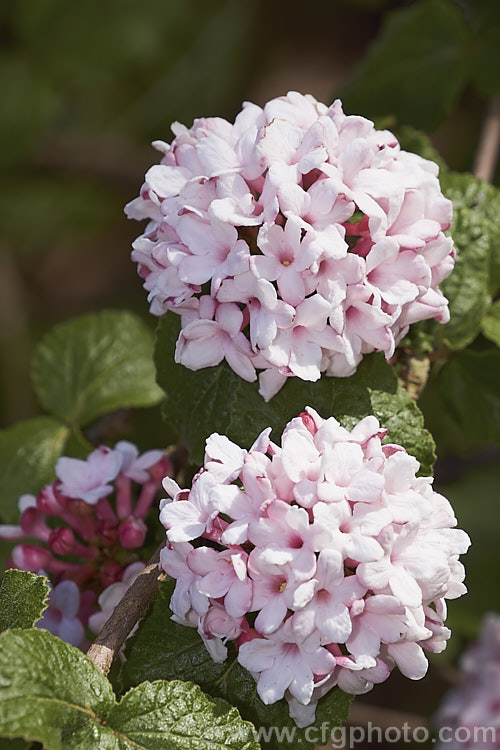 Viburnum 'Chesapeake' (<i>Viburnum 'Cayuga' x Viburnum utile</i>), a spring-blooming deciduous shrub with very fragrant flowers that open white but develop pink tones with age. Its autumn foliage can also be attractive and may turn bright red. This hybrid is sometimes listed as a Viburnum carlesii cultivar as that species predominates in its parent 'Cayuga'. viburnum-2081htm'>Viburnum.. viburnum-2081htm'>Viburnum. <a href='adoxaceae-plant-family-photoshtml'>Adoxaceae</a>.