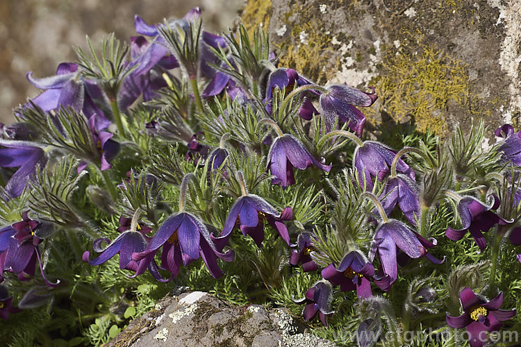 Pasque. Flower (<i>Pulsatilla vulgaris</i>), a popular spring-flowering rockery perennial that occurs naturally over much of northern Europe from Britain to Siberia. The flowers occur mainly in mauve to purple shades, but garden cultivars extend the colour range to include white, pink and red. pulsatilla-2767htm'>Pulsatilla.