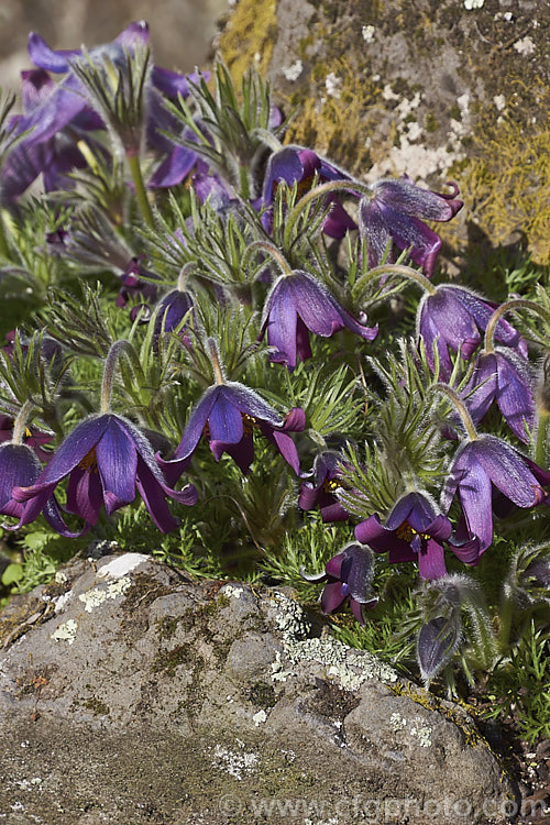 Pasque. Flower (<i>Pulsatilla vulgaris</i>), a popular spring-flowering rockery perennial that occurs naturally over much of northern Europe from Britain to Siberia. The flowers occur mainly in mauve to purple shades, but garden cultivars extend the colour range to include white, pink and red. pulsatilla-2767htm'>Pulsatilla.