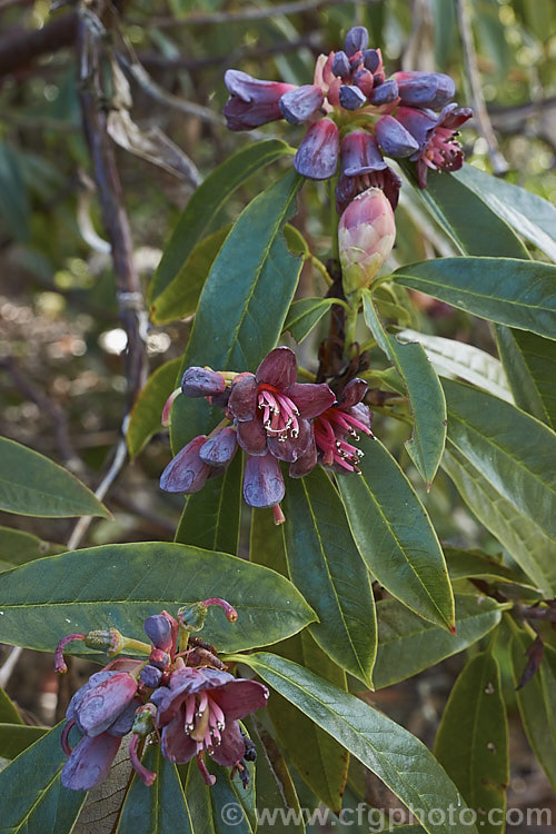 Plum-flowered Rhododendron (<i>Rhododendron pruniflorum</i>), an open, often rather leggy 1-1.5m high shrub found in northern Burma and nearby parts of India at elevations up to 3000m. The leaves have a slight blue tinge and the undersides have a coating fine, pale scales. As the name suggests, the small, waxy flowers are an unusual plum-purple-red shade