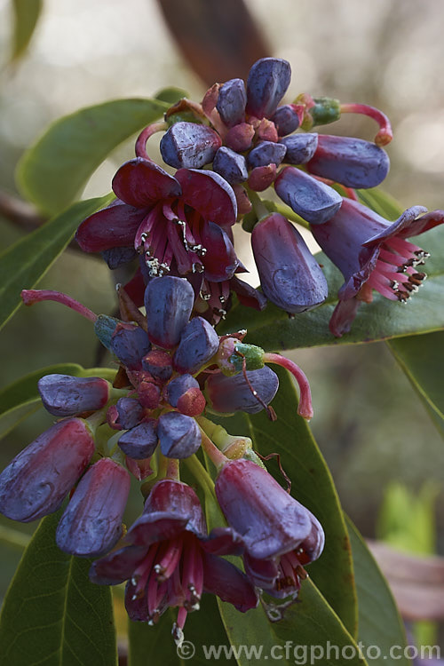 Plum-flowered Rhododendron (<i>Rhododendron pruniflorum</i>), an open, often rather leggy 1-1.5m high shrub found in northern Burma and nearby parts of India at elevations up to 3000m. The leaves have a slight blue tinge and the undersides have a coating fine, pale scales. As the name suggests, the small, waxy flowers are an unusual plum-purple-red shade