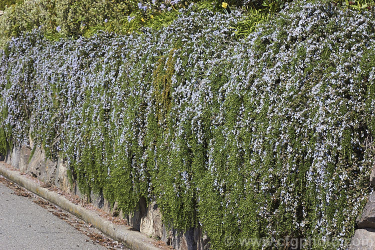 Prostrate Rosemary or Trailing Rosemary (<i>Salvia rosmarinus</i> var. <i>prostrata</i> [syn. <i>Rosmarinus officinalis</i> var. <i>prostrata</i>]), a low, spreading form of a Mediterranean shrub, the flowers and foliage of which are used for fragrance and herbal purposes. Order: Lamiales, Family: Lamiaceae