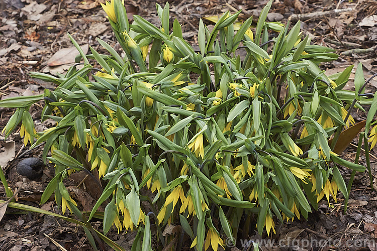 Bellwort (<i>Uvularia grandiflora</i>), a spring-blooming woodland perennial found from Quebec, Canada to Georgia, USA The flower stems are up to 75cm high, though lower at the flowering stage. uvularia-2752htm'>Uvularia. <a href='colchicaceae-plant-family-photoshtml'>Colchicaceae</a>.