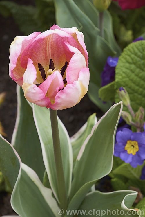 Tulipa 'New Design' (<i>Category 3 x Triumph Hybrid</i>), a sport of 'Dutch. Princess' introduced in 1974. The flower stems are 40-50cm tall It is one of the few tulips with variegated foliage, the edges of the blue-green leaves having a thin cream band. Order: Liliales, Family: Liliaceae
